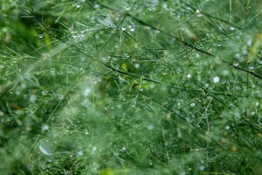 Çepeçevre sarmış yeşil dallar,