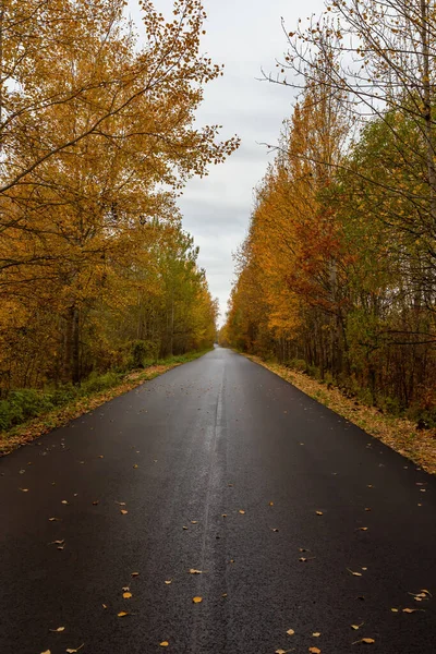 Route Automne Dans Forêt — Photo