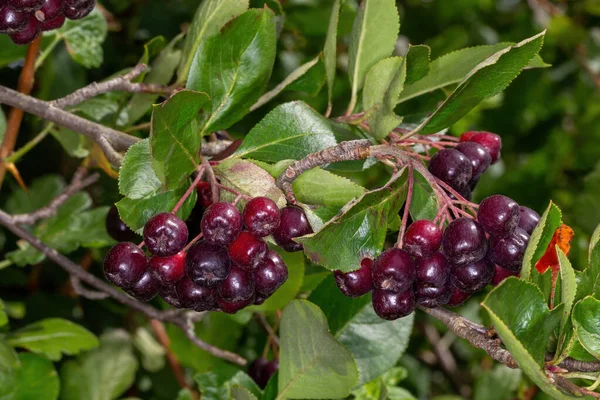 Ecset Fekete Gyümölcsös Rowan — Stock Fotó