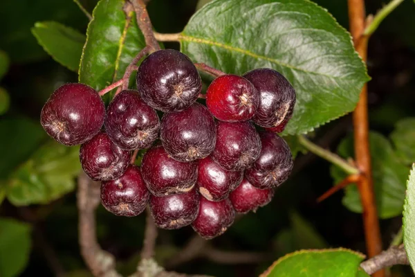 Ecset Fekete Gyümölcsös Rowan — Stock Fotó
