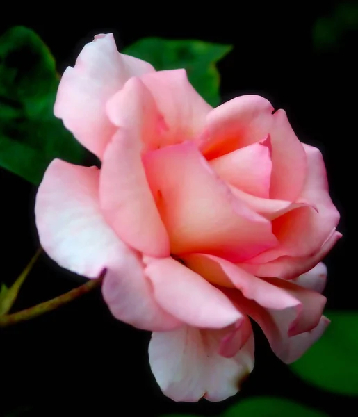 Розовая Роза Мягким Фокусом — стоковое фото