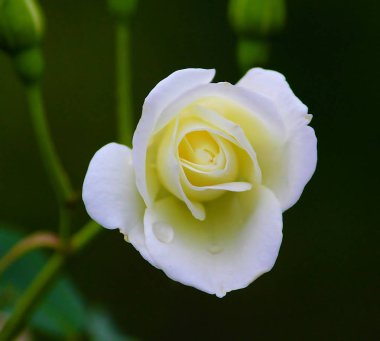 Beyaz bir güle yaklaş.