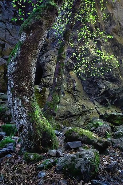 Arbre Près Falaise — Photo