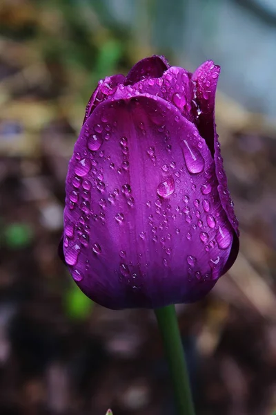 single purple flower with water drops