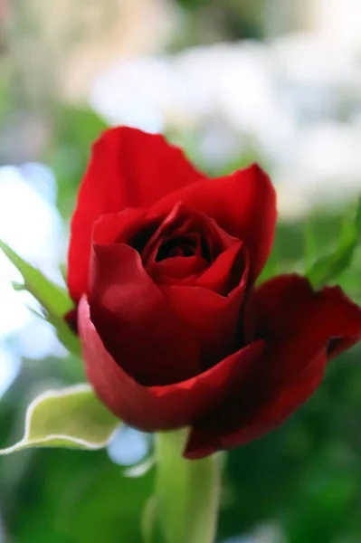 Одна Цветущая Яркая Красная Роза — стоковое фото
