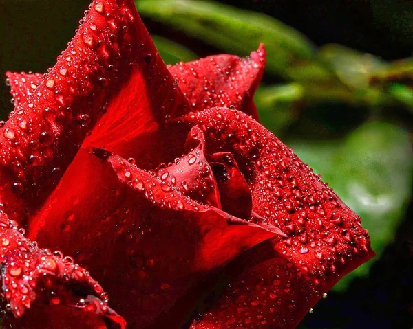 Close Czerwone Krople Rose Wody — Zdjęcie stockowe