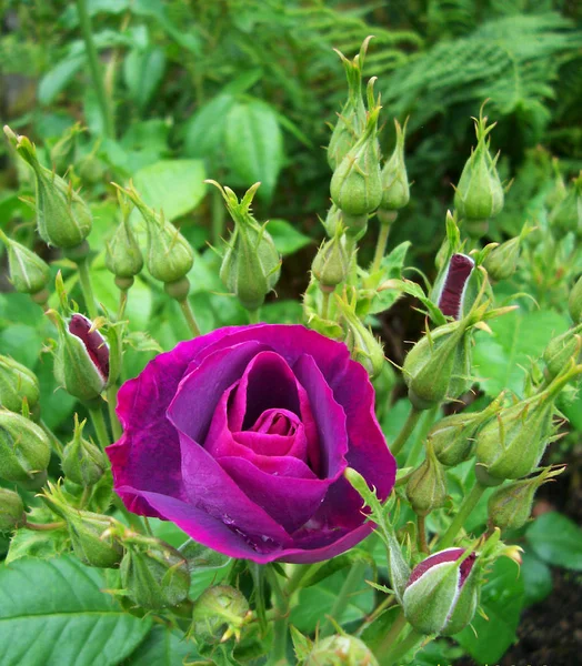 Foyer Doux Une Rose Violette — Photo