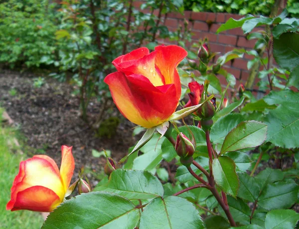 Foyer Doux Rose Rouge Jaune — Photo