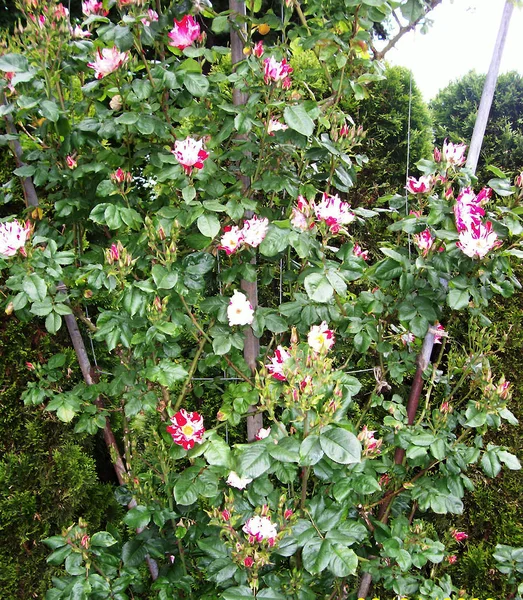 Pequeño Parche Rosas Rojas —  Fotos de Stock