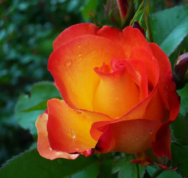 Мягкая Красная Желтая Роза — стоковое фото
