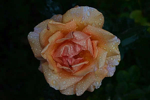 Мягкий Акцент Розе Персикового Цвета — стоковое фото