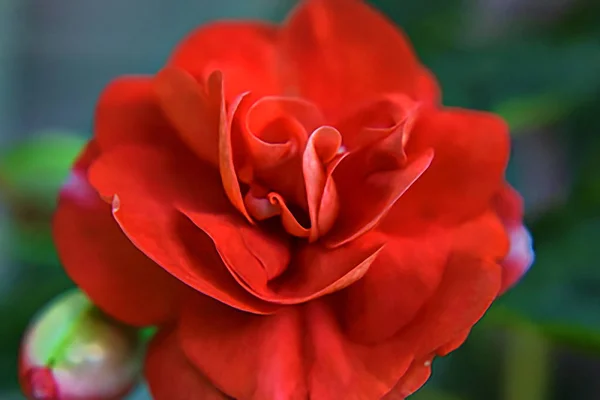 Soft Focus Red Rose — Stock Photo, Image