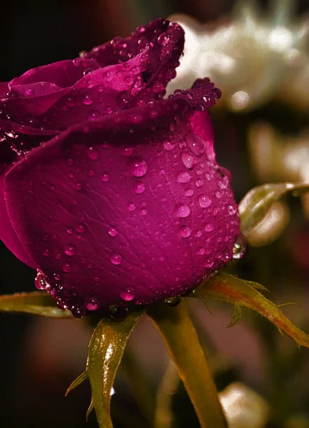 Gros Plan Une Seule Rose Violette — Photo