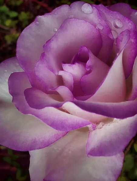 Белый и фиолетовый цветок — стоковое фото