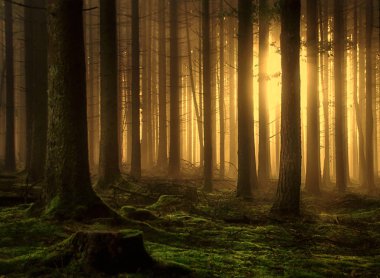 Ağaçların arasından güneş