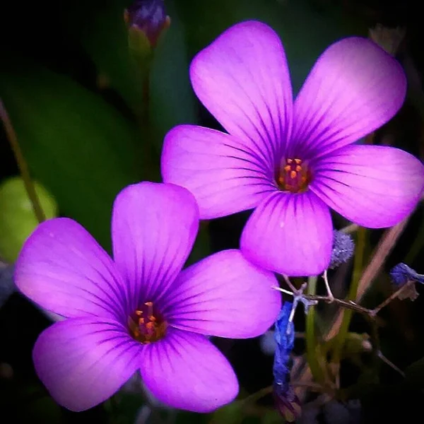 Zwei lila Blüten — Stockfoto