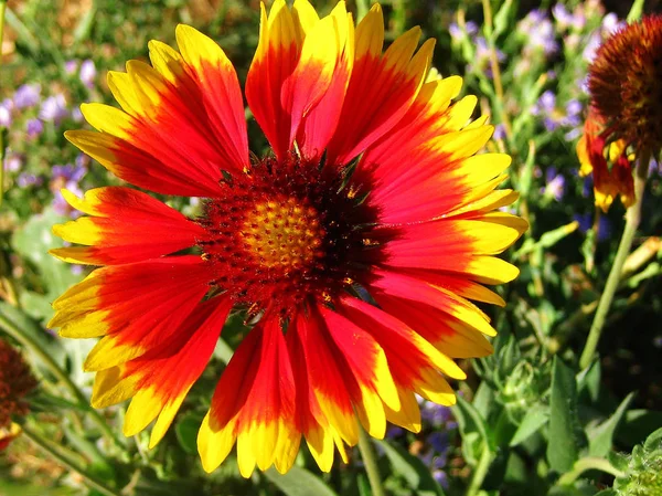 Flor amarilla — Foto de Stock