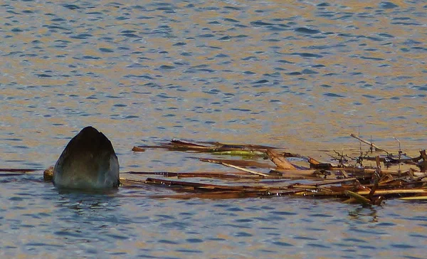 Burung liar — Stok Foto