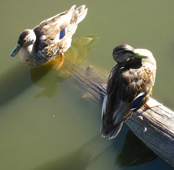 Wildvögel — Stockfoto