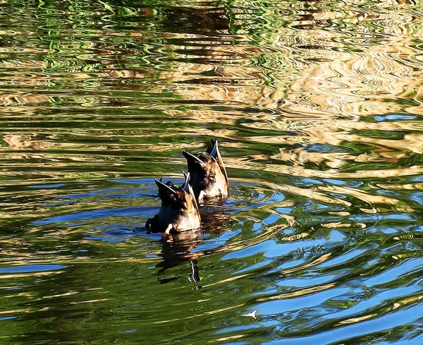 Wildvögel — Stockfoto