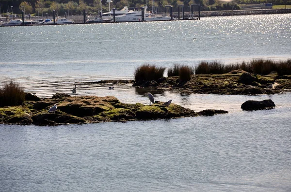 Sorguçlar Douro Nehir Gün Batımında Segulls — Stok fotoğraf