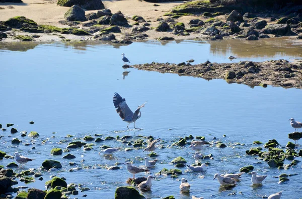 Aves Las Orillas Del Río Por Marea Baja —  Fotos de Stock