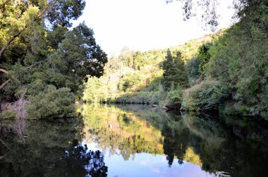 Douro Nehri çevresindeki yeşil nehir kıyıları