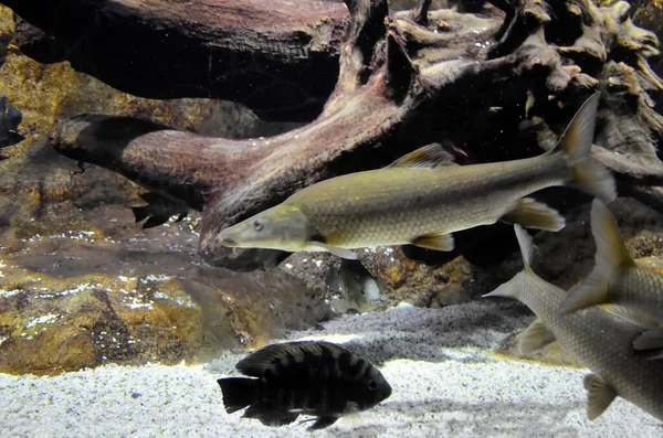 Peixe Exótico Aquário — Fotografia de Stock