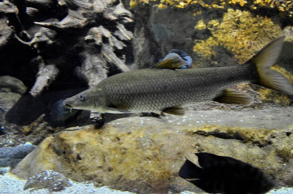 Peixe Exótico Aquário — Fotografia de Stock