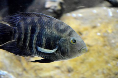 Egzotik bir balığa yaklaş.