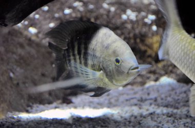 Egzotik bir balığa yaklaş.