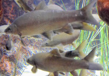 Egzotik bir balığa yaklaş.