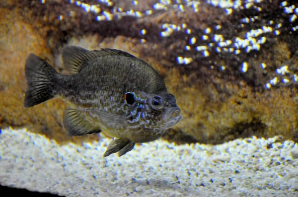 이색적 물고기의 — 스톡 사진