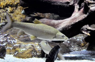 Egzotik bir balığa yaklaş.