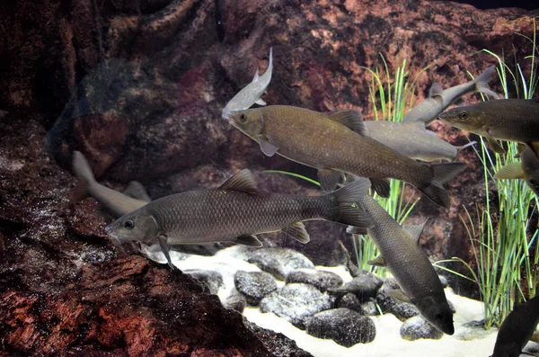 Aquário Com Peixes Exóticos — Fotografia de Stock