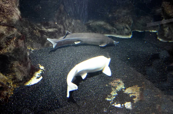 Tubarões Nadando Perto Fundo Mar — Fotografia de Stock