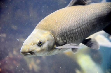 Akvaryumdaki egzotik balıklar