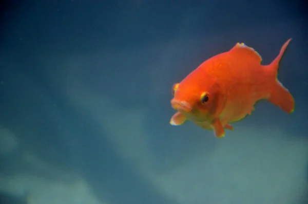 水族館の外来魚 — ストック写真