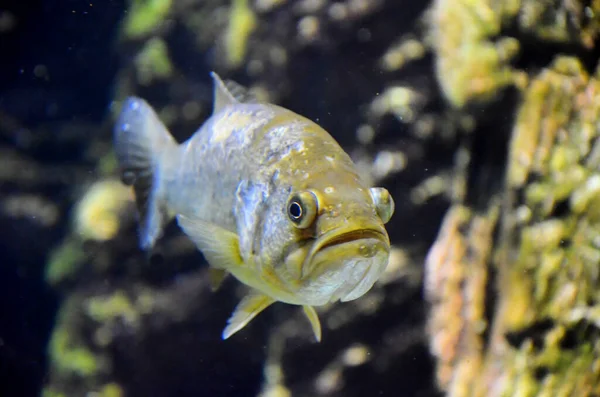 Екзотична Риба Акваріумі — стокове фото