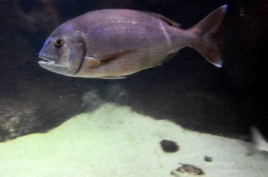 Akvaryumdaki egzotik balıklar