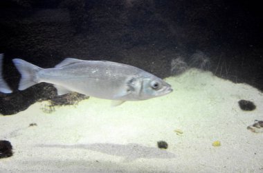 Akvaryumdaki egzotik balıklar