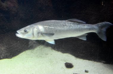 Akvaryumdaki egzotik balıklar