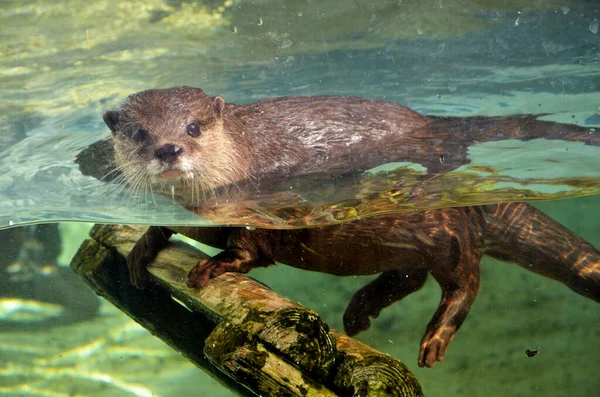 Loutre Brune Nageant Dans Zoo — Photo