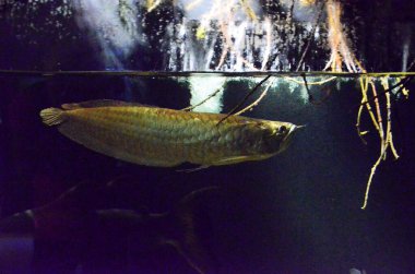 Akvaryumdaki egzotik balıklar