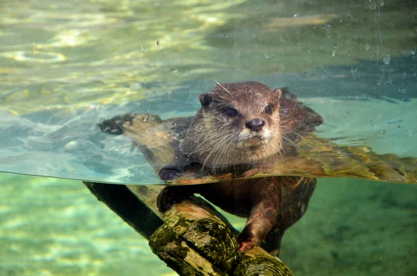 動物園でのブラウンカワウソの水泳 — ストック写真