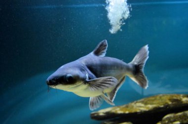 Akvaryumdaki egzotik balıklar