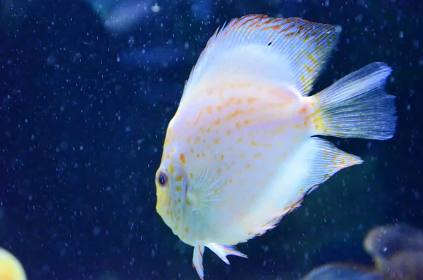 Peces Exóticos Acuario — Foto de Stock