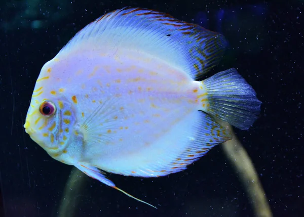 Peces Exóticos Acuario — Foto de Stock