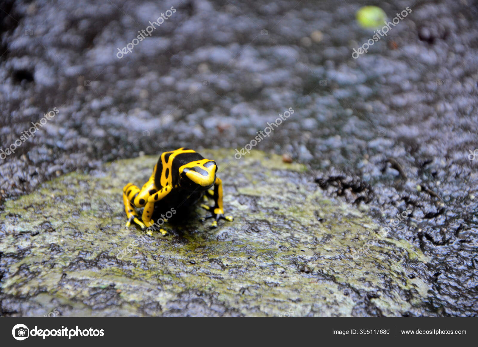 Featured image of post Sapo Amarelo Com Preto - Dar um nome e criar um símbolo fortes o suficiente para deixarem sua marca por onde quer que passem.