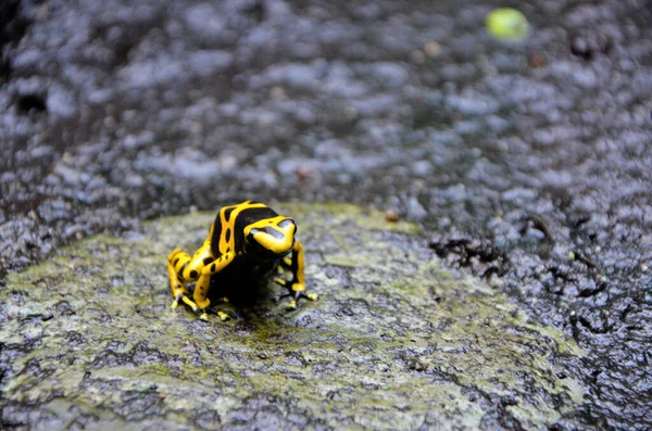 Желтая Черная Лягушка — стоковое фото